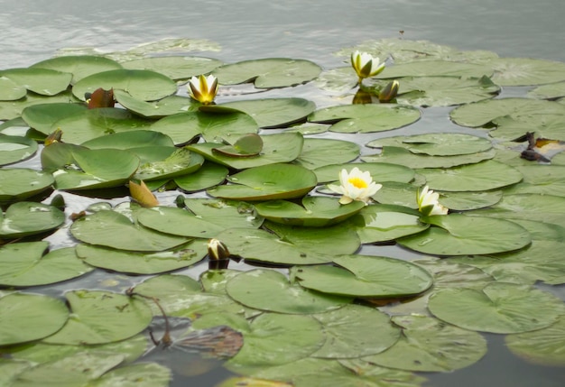 Bloeiende waterlelie Nymphaea in het kanaal van de Nederlandse stad Rotterdam Nederland