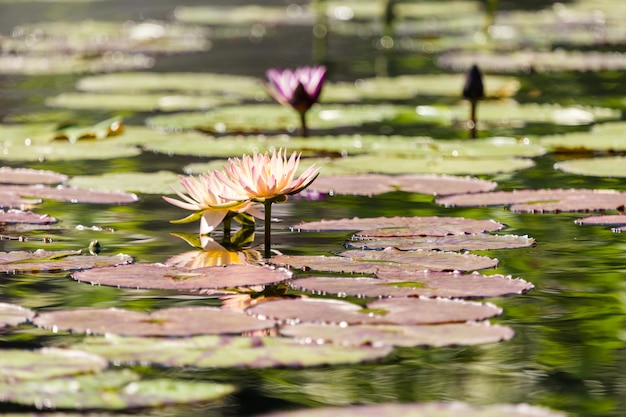 Bloeiende waterlelies van verschillende kleuren in watertuin.