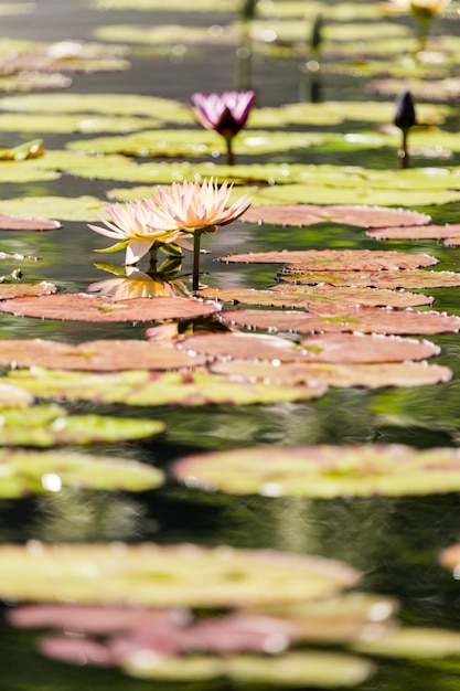 Bloeiende waterlelies van verschillende kleuren in watertuin.