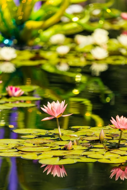 Bloeiende waterlelies van verschillende kleuren in watertuin.