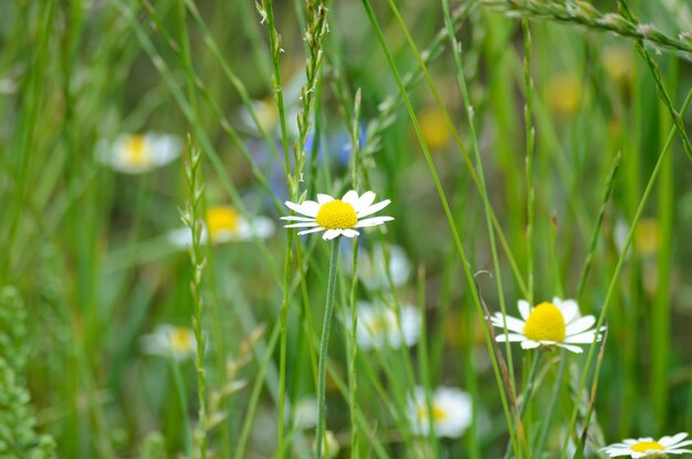 Foto bloeiende weidebloemen in het veld van een boer