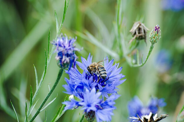 Foto bloeiende weidekorenbloemen in het veld van een boer