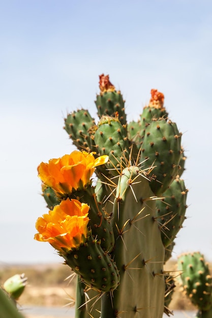 Bloeiende wilde cactussen in Afrika