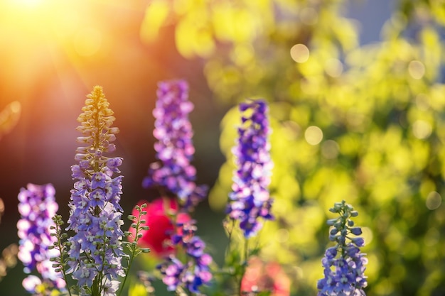 Bloeiende wilde Lupine bloemen Lente bloemen natuur achtergrond