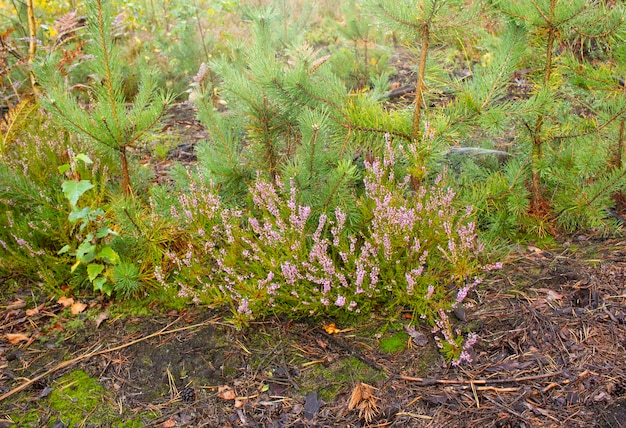 Bloeiende wilde roze paarse heide bloemen in het bos op een herfstdag.