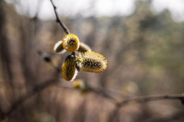 Bloeiende wilg onscherpe achtergrond close-up Willow takken Salix caprea met toppen die openen