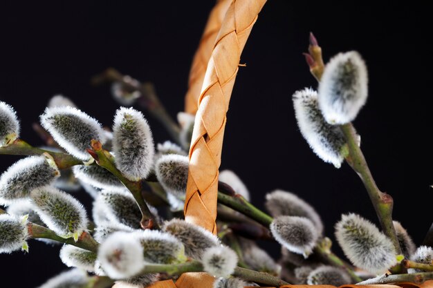 Bloeiende wilgentakken gesneden voor paasviering, close-up van pluizige wilgenknoppen