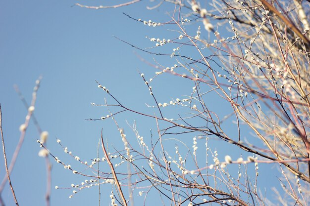 Bloeiende Willow blauwe lucht. Mooie frisse bloeiende takken van pussy willow in het vroege voorjaar.