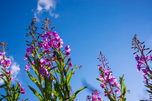 Bloeiende Willow kruid Ivan thee op blauwe lucht Willowherb weide willowherb thee