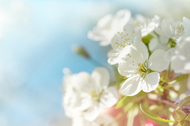 Bloeiende witte appel- of kersenbloesem op de achtergrond van de blauwe hemel Happy Pesach achtergrond Lente Pasen achtergrond Wereldmilieudag Pasen Verjaardag vrouwendag vakantie Top uitzicht Mock up