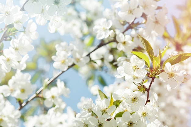 Bloeiende witte appel- of kersenbloesem op een achtergrond van blauwe hemel Gelukkige Pascha-achtergrond Lente Pasen achtergrond Wereldmilieudag Pasen verjaardag vrouwendag vakantie Bovenbeeld Mock up