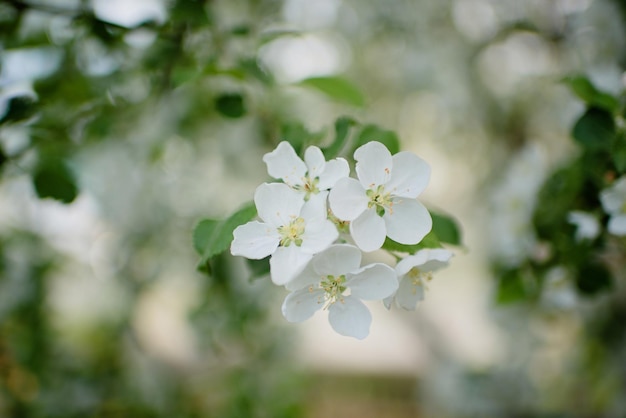 Bloeiende witte appelboom in de tuin