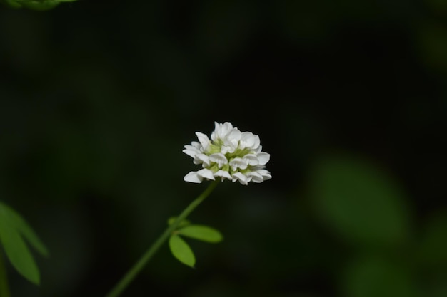 Bloeiende witte Berteroa-bloem in de tuin