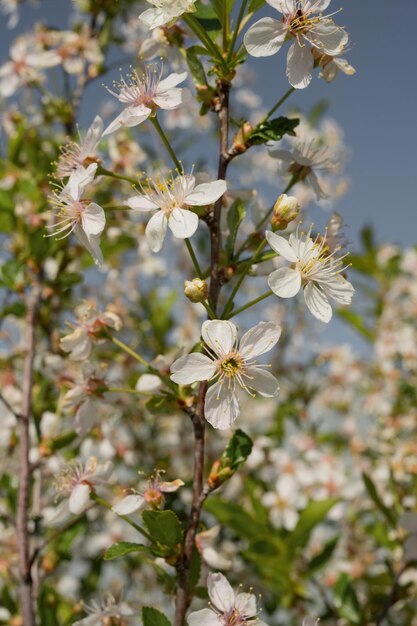 Bloeiende witte bloemen aan een boom op een zonnige dag