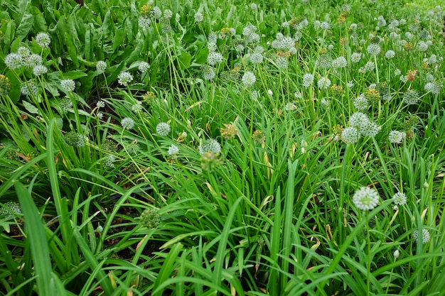 Bloeiende witte bloemen in de weide