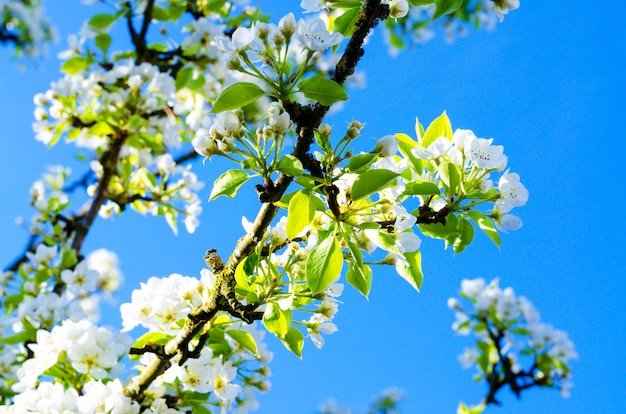 Bloeiende witte bloemen op tre