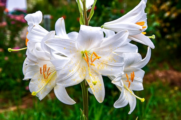 Bloeiende witte bloemen van een lelieplant