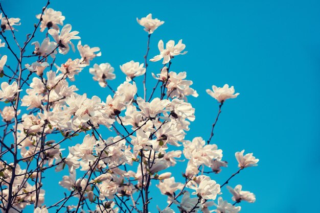 Bloeiende witte bloemen van Magnolia stellata tegen de blauwe hemel