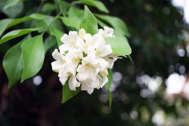 Bloeiende witte bloemen