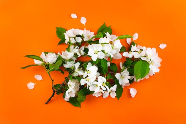 Foto bloeiende witte bloementak op oranje achtergrond.