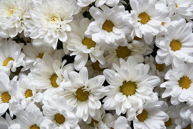 Bloeiende witte chrysanten close-up voor achtergrond of behang