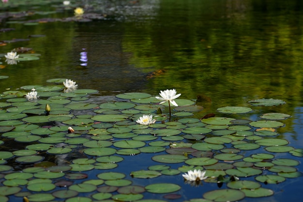 bloeiende witte en roze lotusbloemen in de vijver Kleurrijke waterlelie of lotusbloem Waterlelies bovenop een vijver