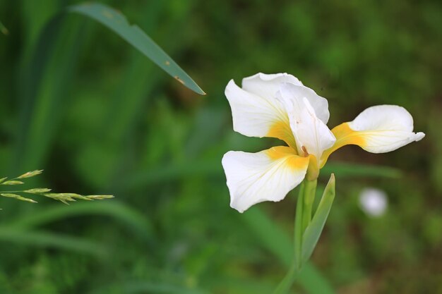 Bloeiende witte iris in de zomertuin