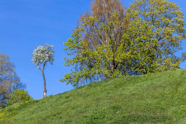 Bloeiende witte kersenbloesems in de lente