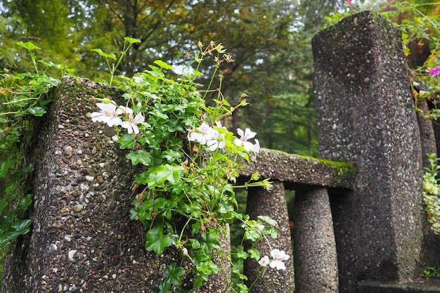 Bloeiende witte klimop geranium pelargonium in het verticale ontwerp van landschapsarchitectuur van straten en parken Mooie grote pelargonium geranium ooievaarsbek Sier- en tuinbouw Banja Koviljaca