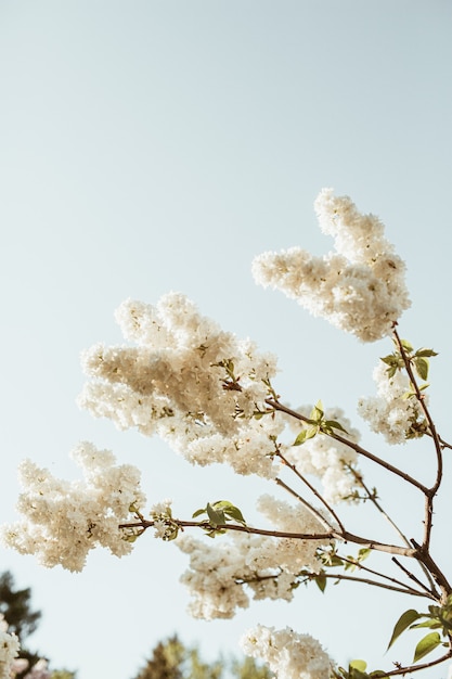 Bloeiende witte lila bloemenstruik. Natuurlijke zomer bloemensamenstelling