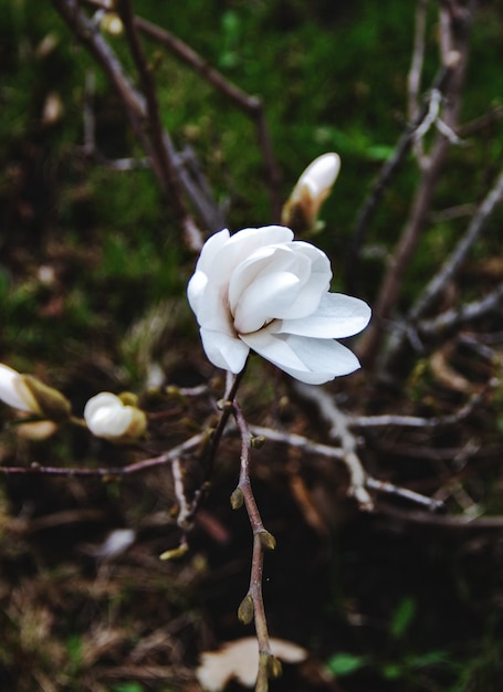 Bloeiende witte magnoliaboom