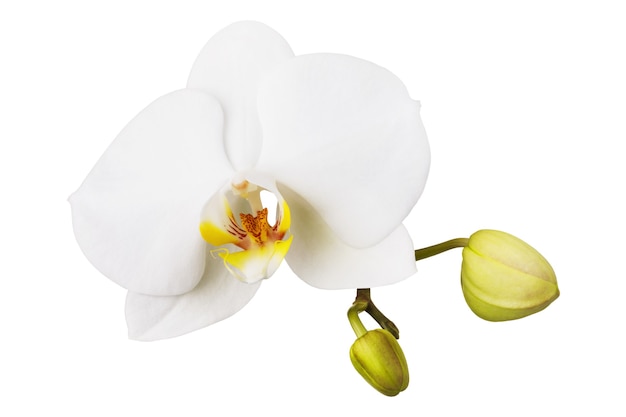 Bloeiende witte orchidee geïsoleerd op witte achtergrond