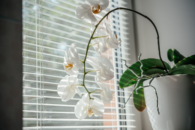 Bloeiende witte orchidee-huisplant in het badkamerraam met luiken, Phalaenopsis of mottenorchidee onder diffuus natuurlijk licht van luiken, gemakkelijke orchideeën om te kweken als kamerplanten