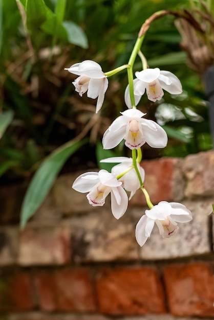 Bloeiende witte orchidee in kas