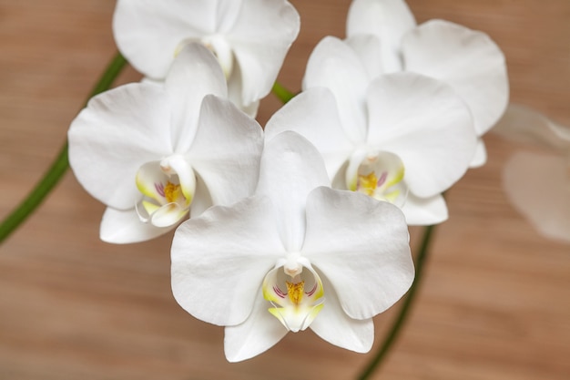 Bloeiende witte orchidee op houten muur