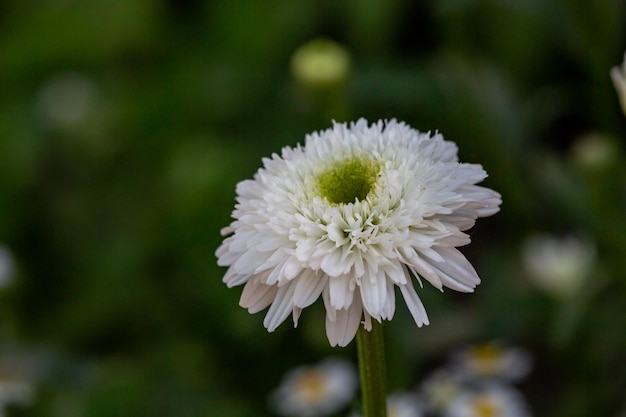 Bloeiende witte pluizige kamillebloem op een groene achtergrond op een macrofoto van een zonnige zomerdag