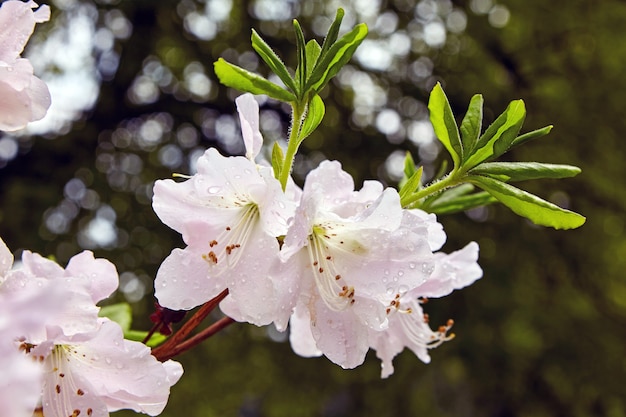 Bloeiende witte rododendronstruik met waterdruppels na regen