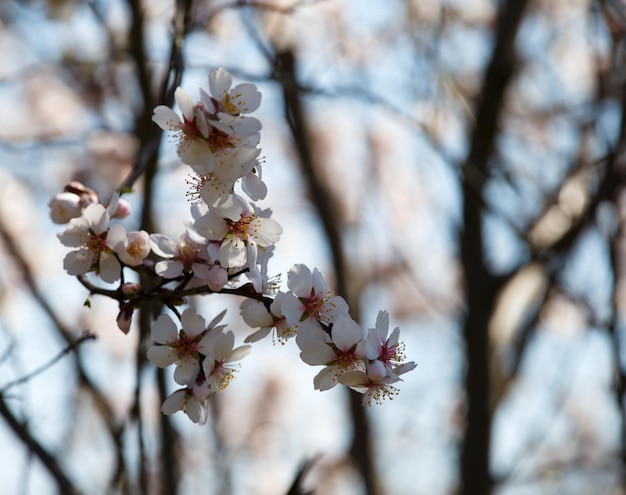 Bloeiende witte tak tegen de blauwe hemel