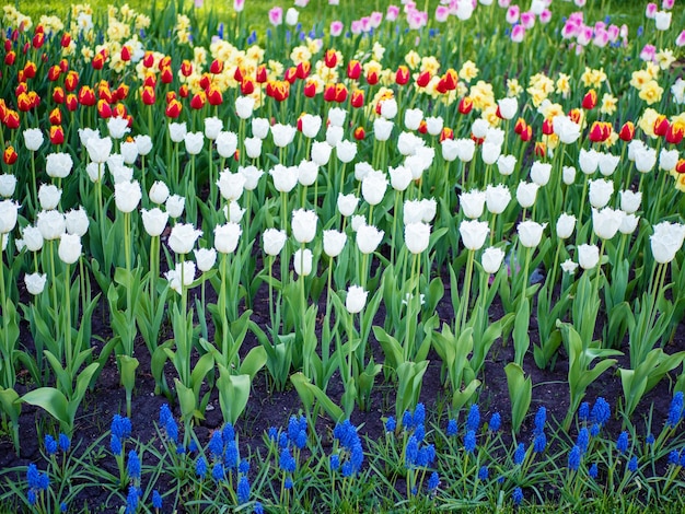 Bloeiende witte tulpen en muscari