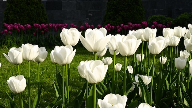 Bloeiende witte tulpen in de zon