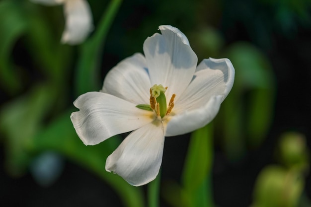 Bloeiende witte tulpen Klaar om te verwelken in de bloementuin