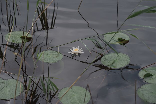 Bloeiende witte waterlelie. Bewolkt weer