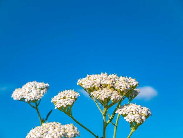 Bloeiende witte wilde bloemen tegen de blauwe lucht