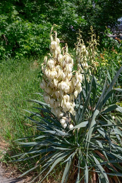 Foto bloeiende yucca gloriosa