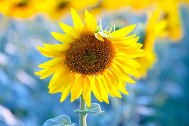 Bloeiende zonnebloem close-up Agronomie landbouw en plantkunde