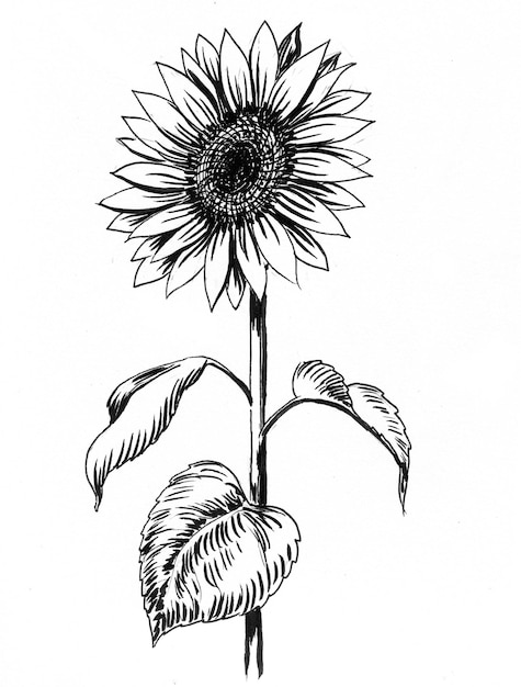 Bloeiende zonnebloem. Inkt zwart-wit tekening