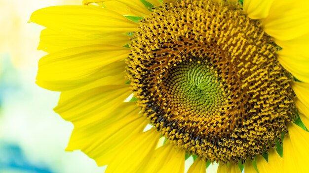 bloeiende zonnebloem. Plant en boom met natuurlijke achtergrond