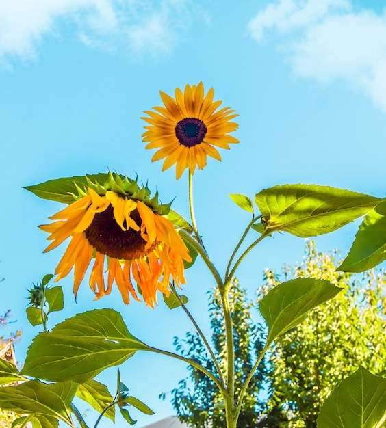 Bloeiende zonnebloem tegen de hemelZonnebloemveld zonnebloempitten