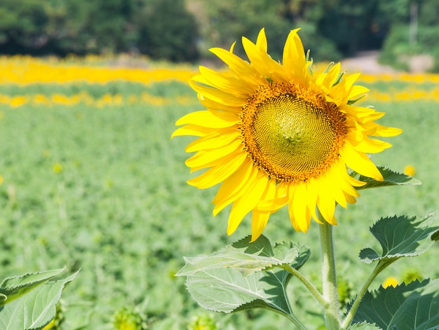 Bloeiende zonnebloem