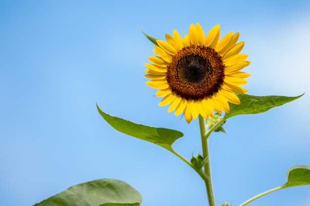 Foto bloeiende zonnebloem